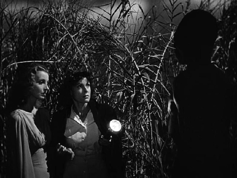 Walking through the maze of stalks.